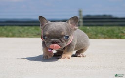 French Bulldog dogs for sale: Myra - Image 5