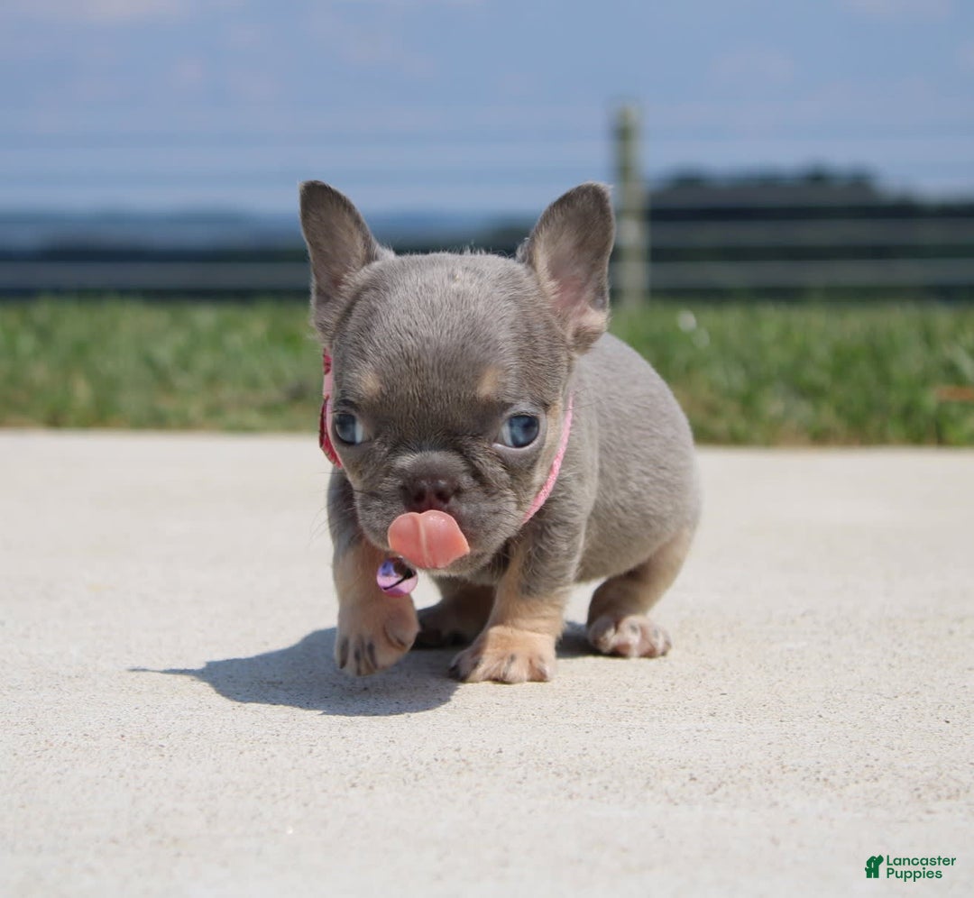 French Bulldog dogs for sale: Myra - Image 5