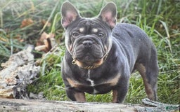 French Bulldog dogs for sale: Laura - Blue Eyed Merle!! - Image 8