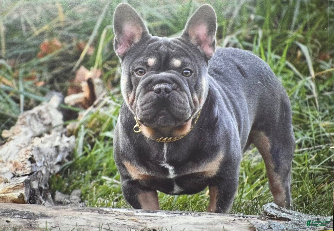 French Bulldog dogs for sale: Laura - Blue Eyed Merle!! - Image 8