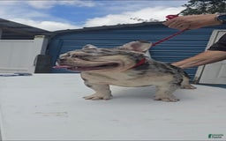 French Bulldog dogs for sale: Riot - Image 3