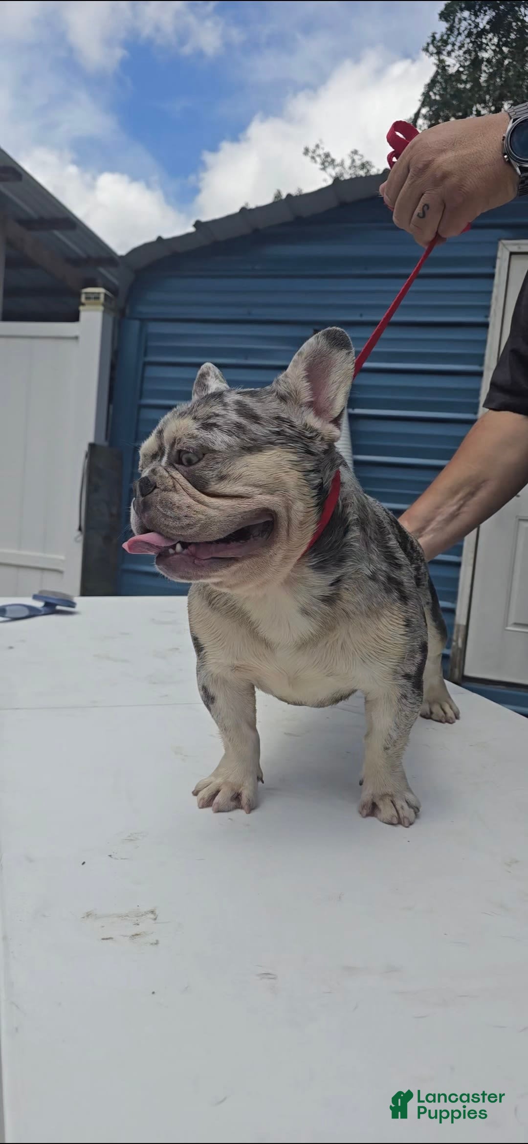 French Bulldog dogs for sale: Riot - Image 3