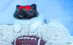 Pomeranian dogs for sale: Betzy - Image 10