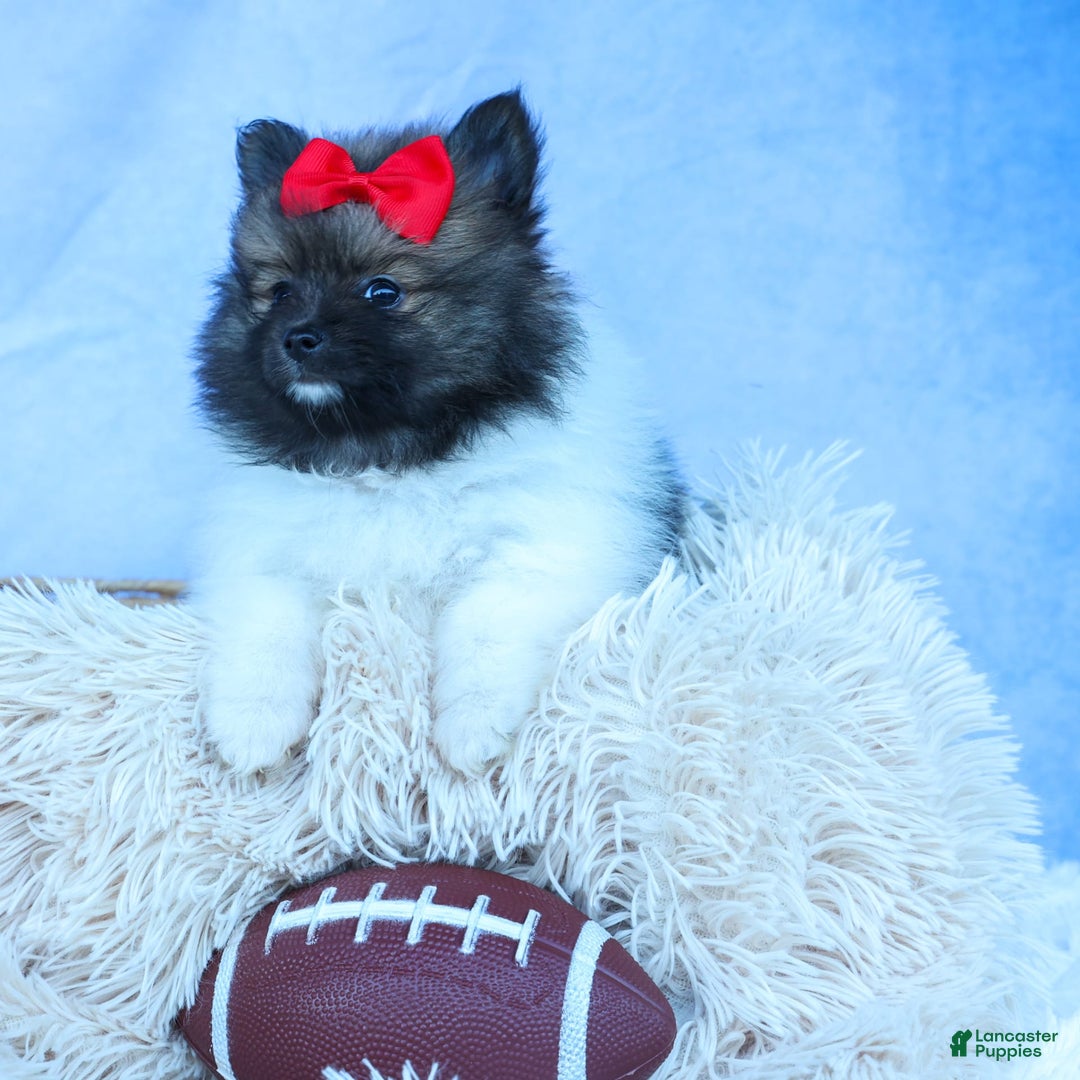 Pomeranian dogs for sale: Betzy - Image 10
