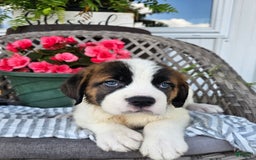 Saint Bernard dogs for sale: Stacey - Image 4