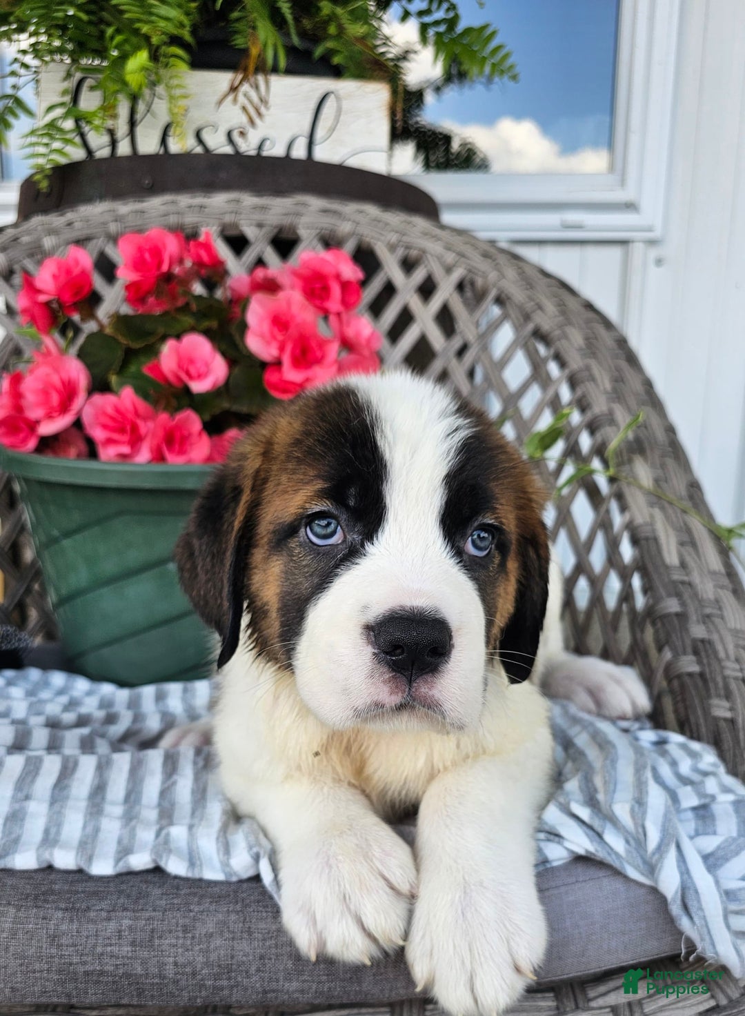 Saint Bernard dogs for sale: Stacey - Image 4