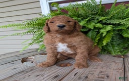 Goldendoodle dogs for sale: Teddy - Image 12