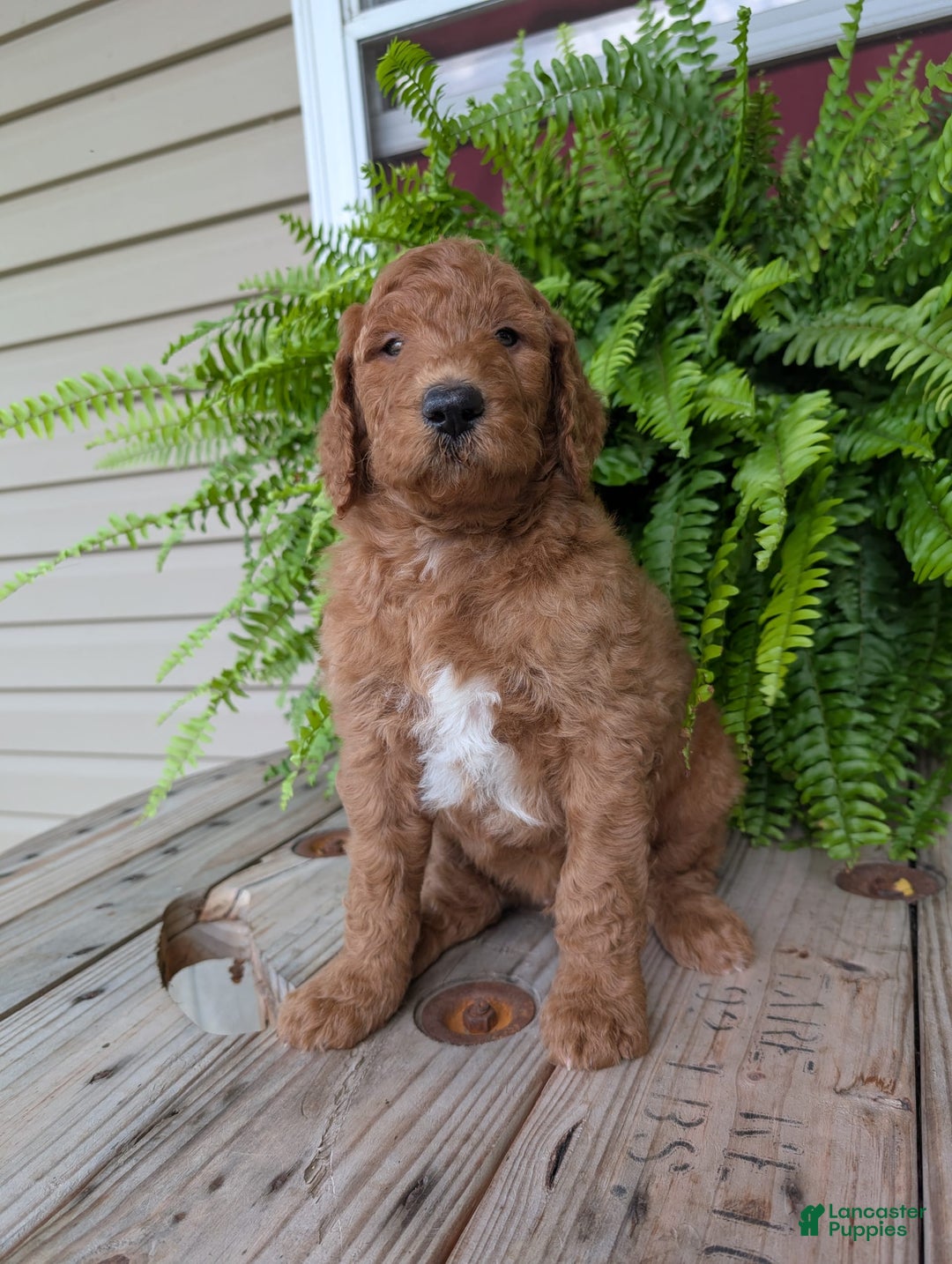 Goldendoodle dogs for sale: Teddy - Image 12