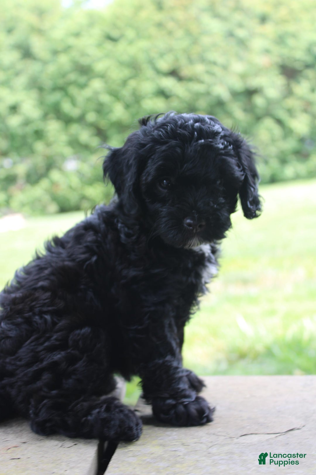 Cavapoo dogs for sale: Sela - Image 4