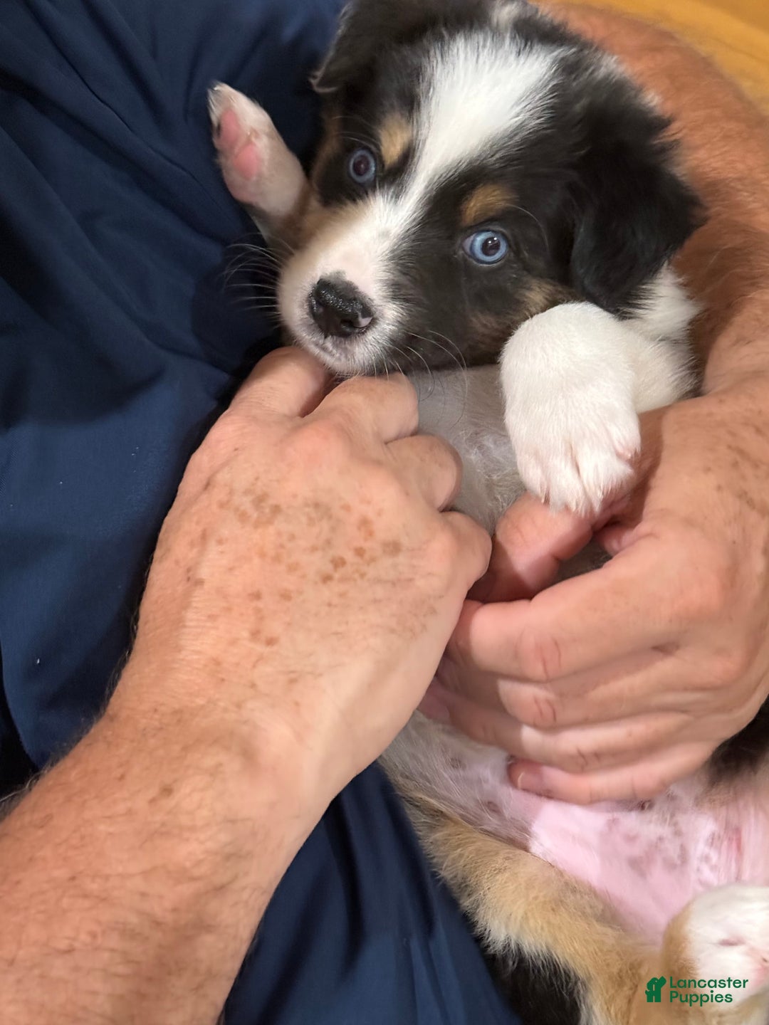 Australian Shepherd dogs for sale: Blueberry - Image 2