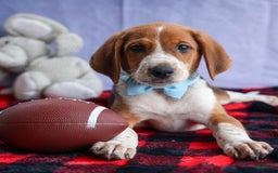Beagle dogs for sale: Cooper - Image 3