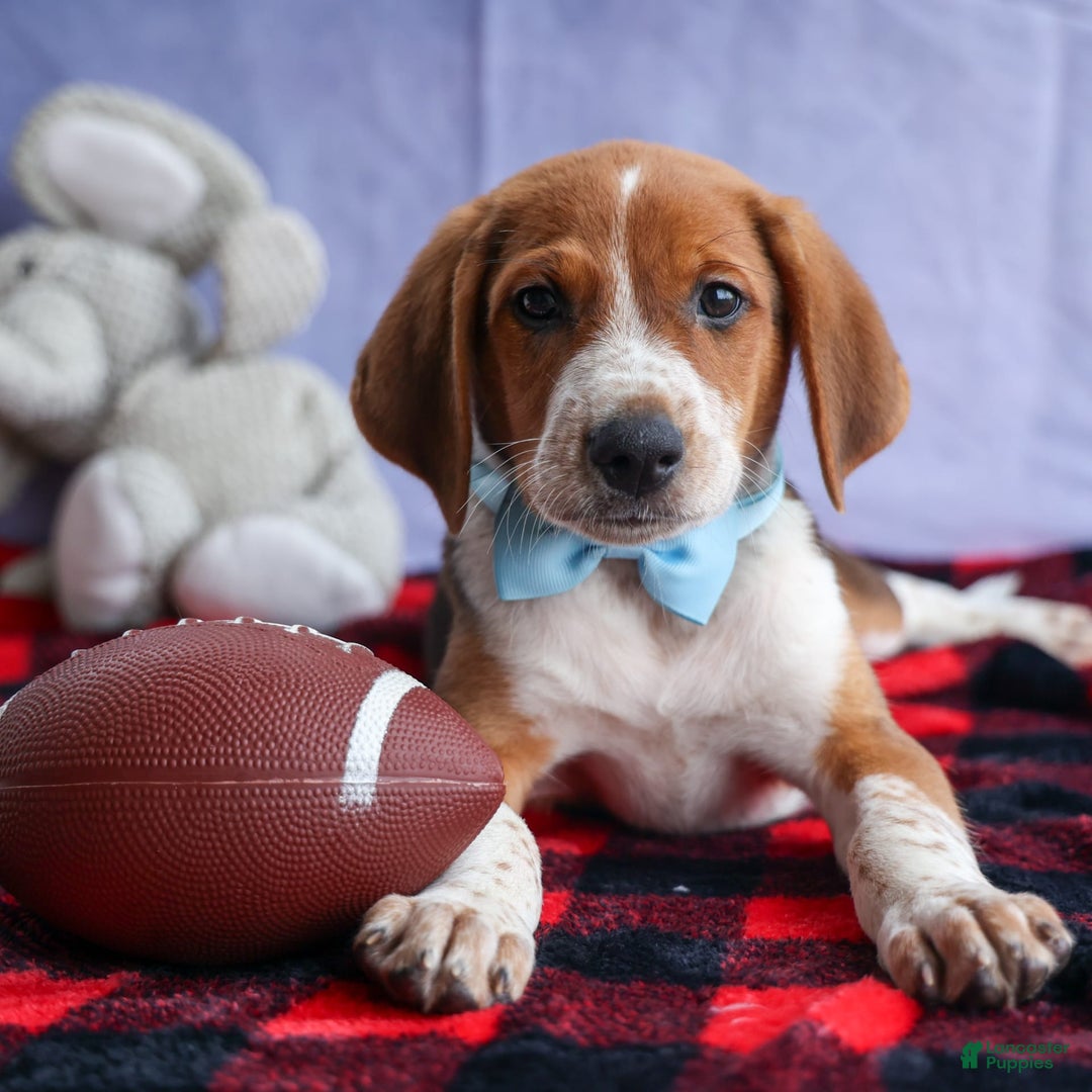 Beagle dogs for sale: Cooper - Image 3