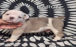 Olde English Bulldogge dogs for sale: Olde English Bulldogge 4 puppies - Image 10