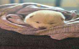 Shiba Inu dogs for sale: Jodi - Image 5