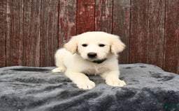 Great Pyrenees dogs for sale: Luke - Image 2