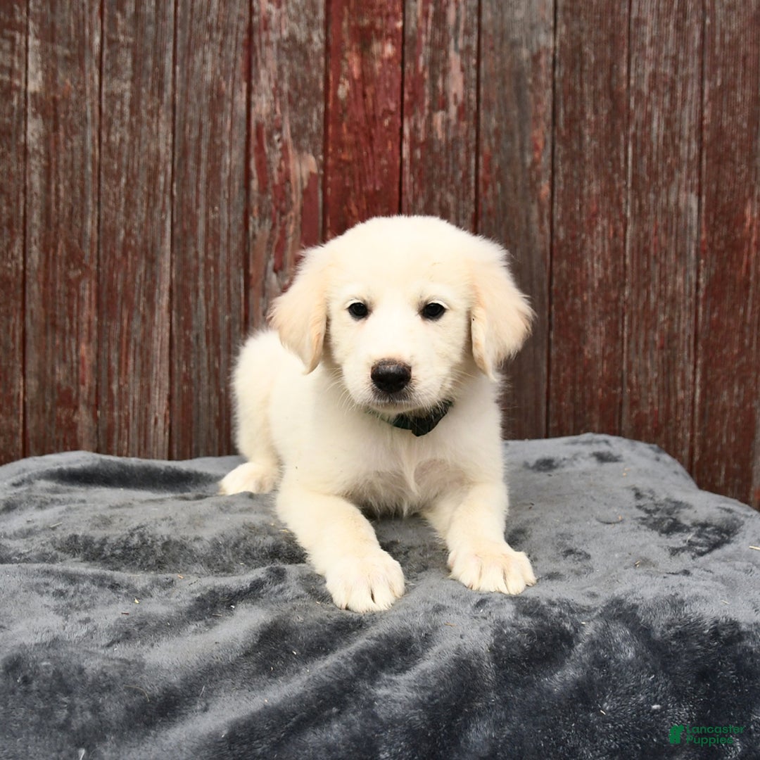 Great Pyrenees dogs for sale: Luke - Image 2