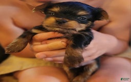 Yorkshire Terrier dogs for sale: Teacup Tiny Boy - Image 1