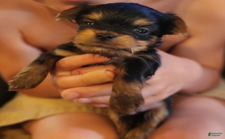 Yorkshire Terrier dogs for sale - Ad 3