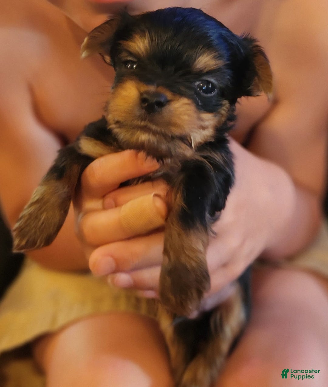Yorkshire Terrier dogs for sale: Teacup Tiny Boy - Image 1