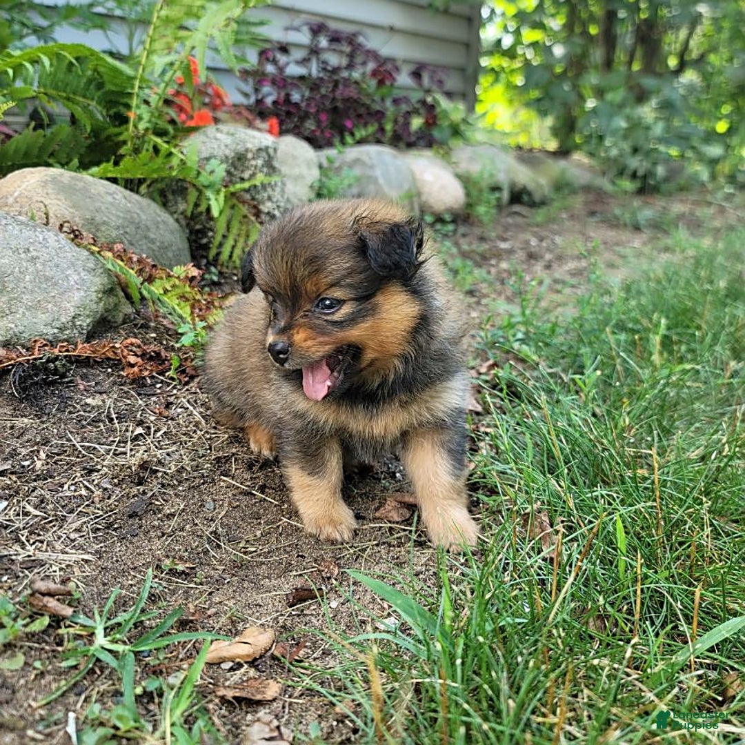 Pomeranian dogs for sale: Lacey - Image 4