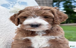 Goldendoodle dogs for sale: Charlotte - Image 9