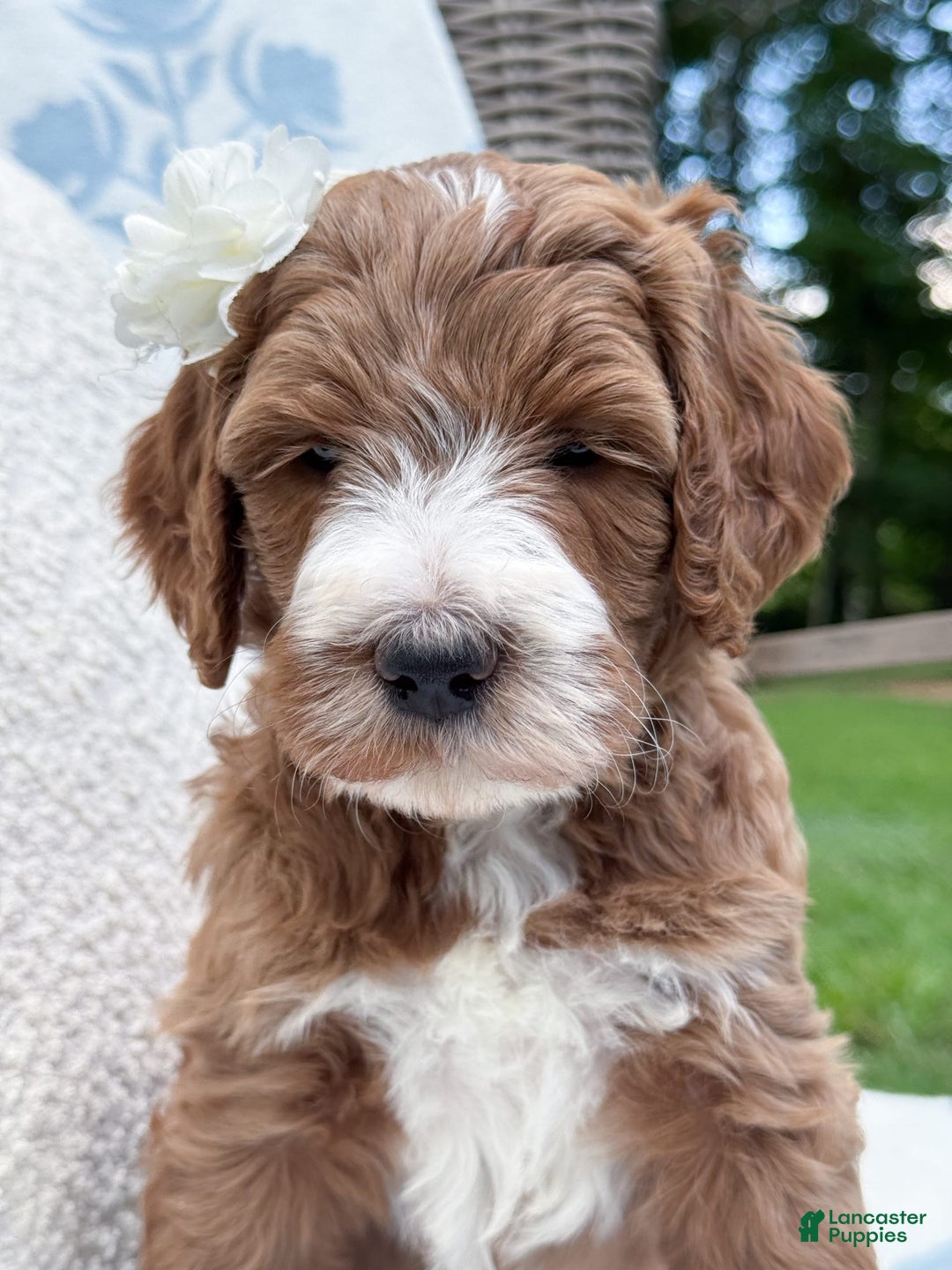 Goldendoodle dogs for sale: Charlotte - Image 9