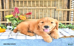 Golden Retriever dogs for sale: Kyle - Image 3
