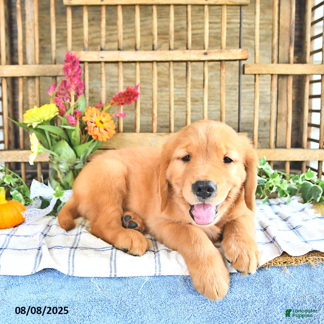 Golden Retriever dogs for sale: Kyle - Image 3