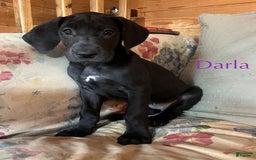 Great Dane dogs for sale: Darla - Image 14