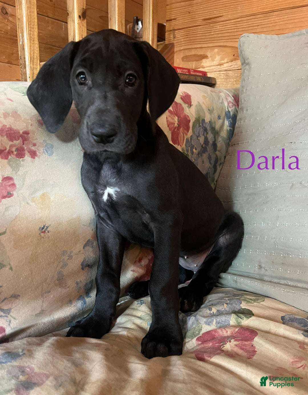 Great Dane dogs for sale: Darla - Image 14