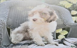 Cavapoo dogs for sale: Macho - Image 2