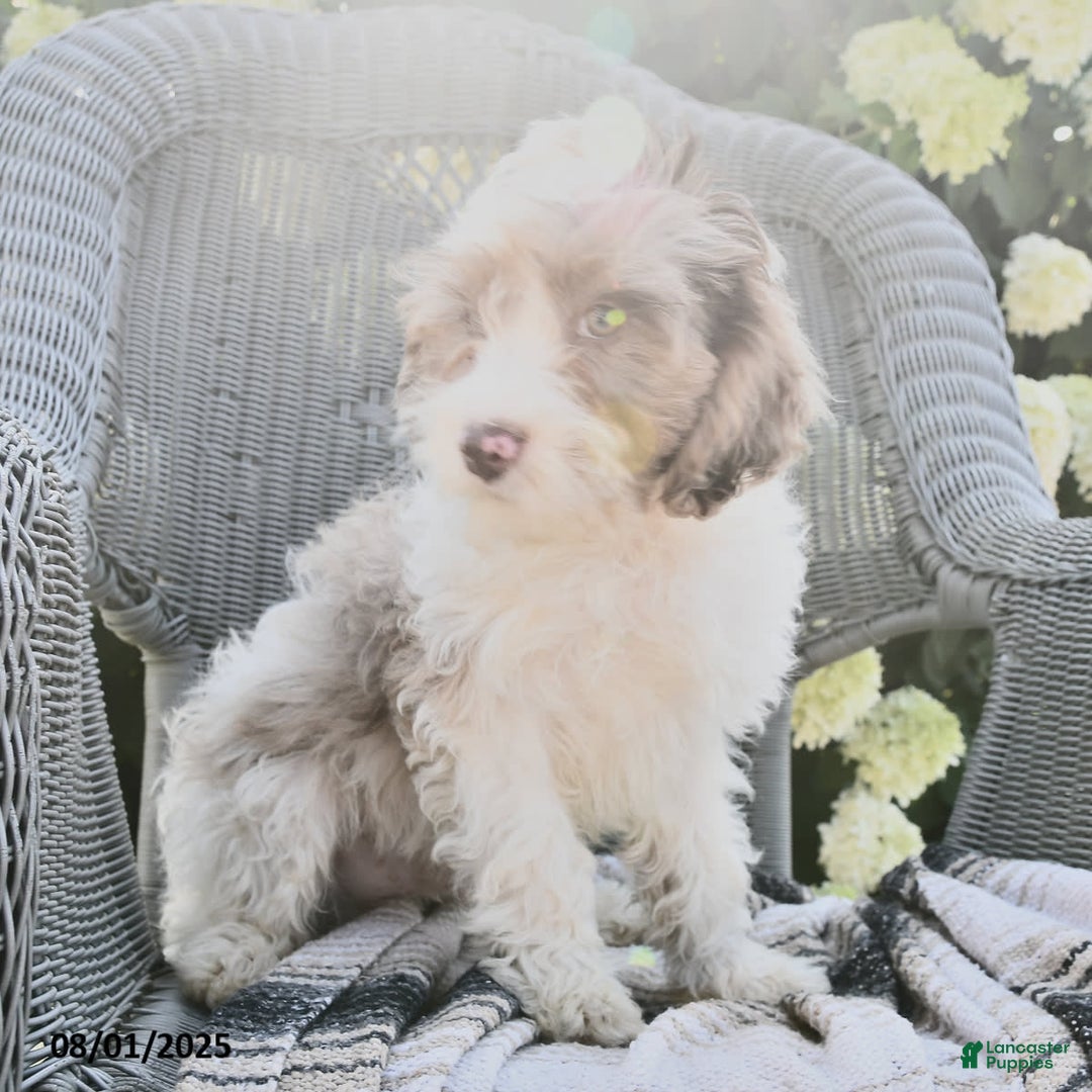 Cavapoo dogs for sale: Macho - Image 2