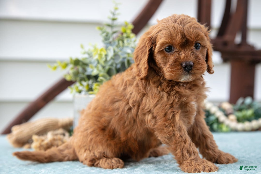 Cavapoo dogs for sale: Pippa - Image 2