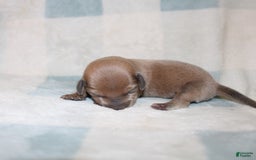Miniature Dachshund dogs for sale: Max Mini - Image 2