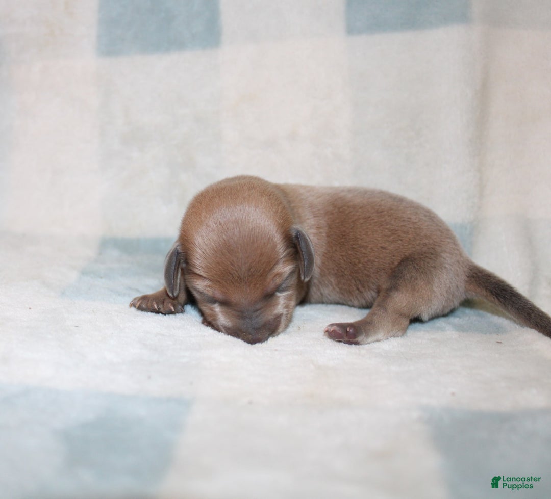 Miniature Dachshund dogs for sale: Max Mini - Image 2