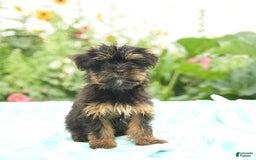Morkie dogs for sale: Ginger - Image 6