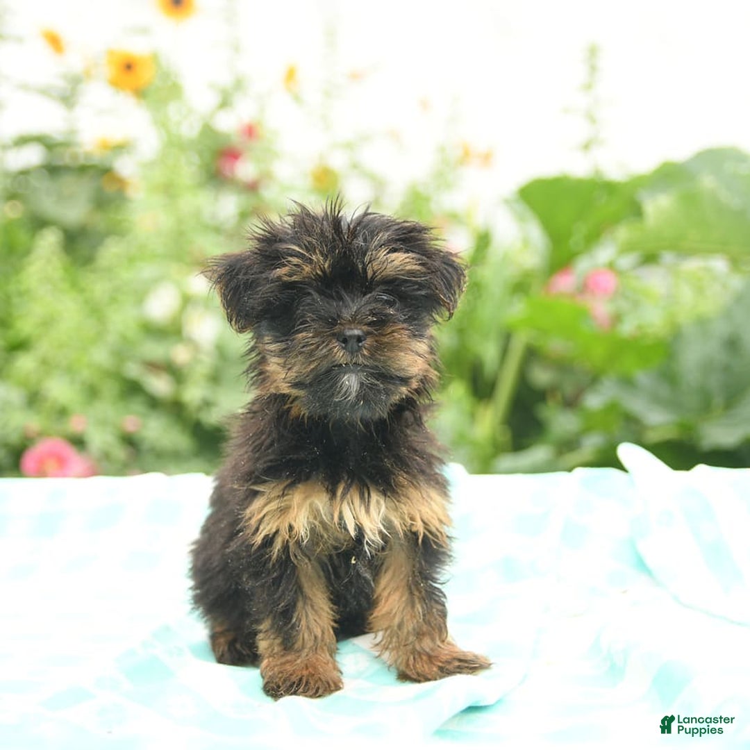 Morkie dogs for sale: Ginger - Image 6