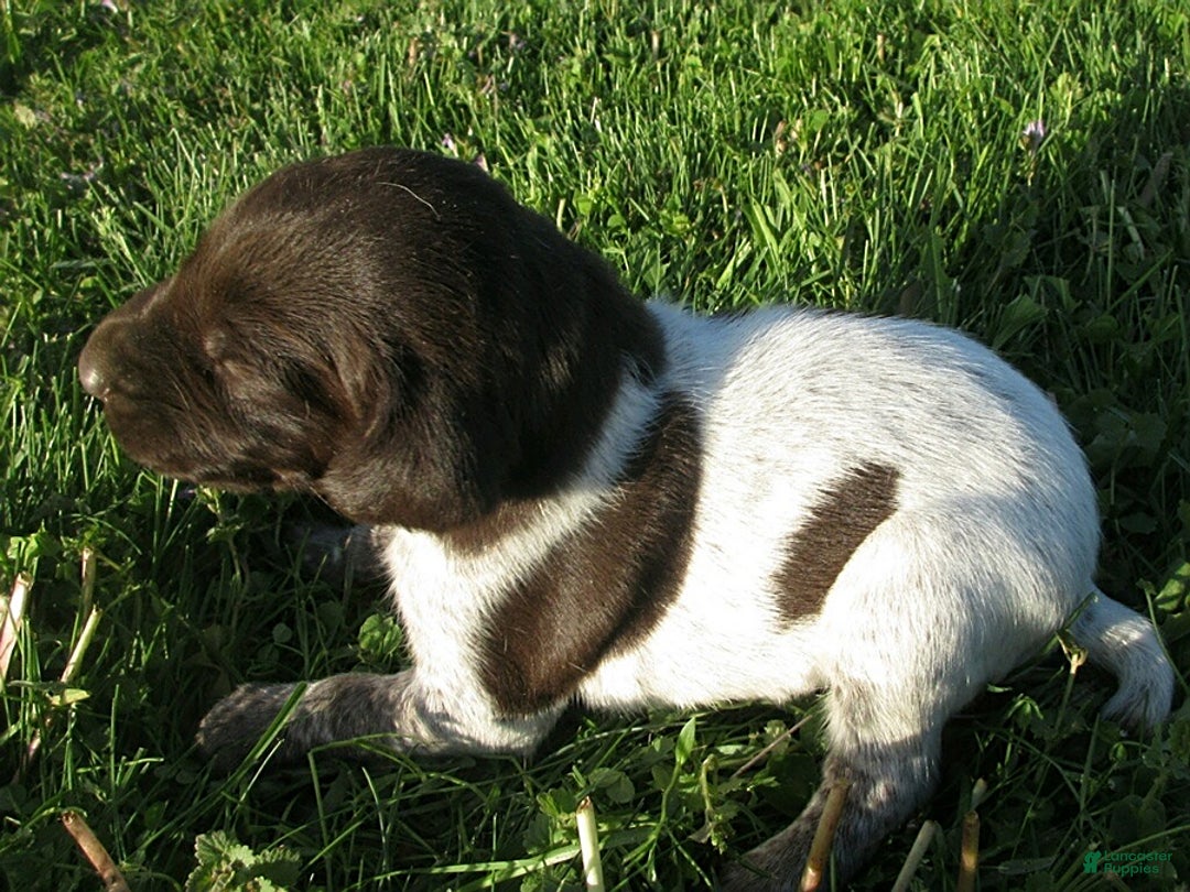 German Shorthaired Pointer dogs for sale: Twilight - Image 1