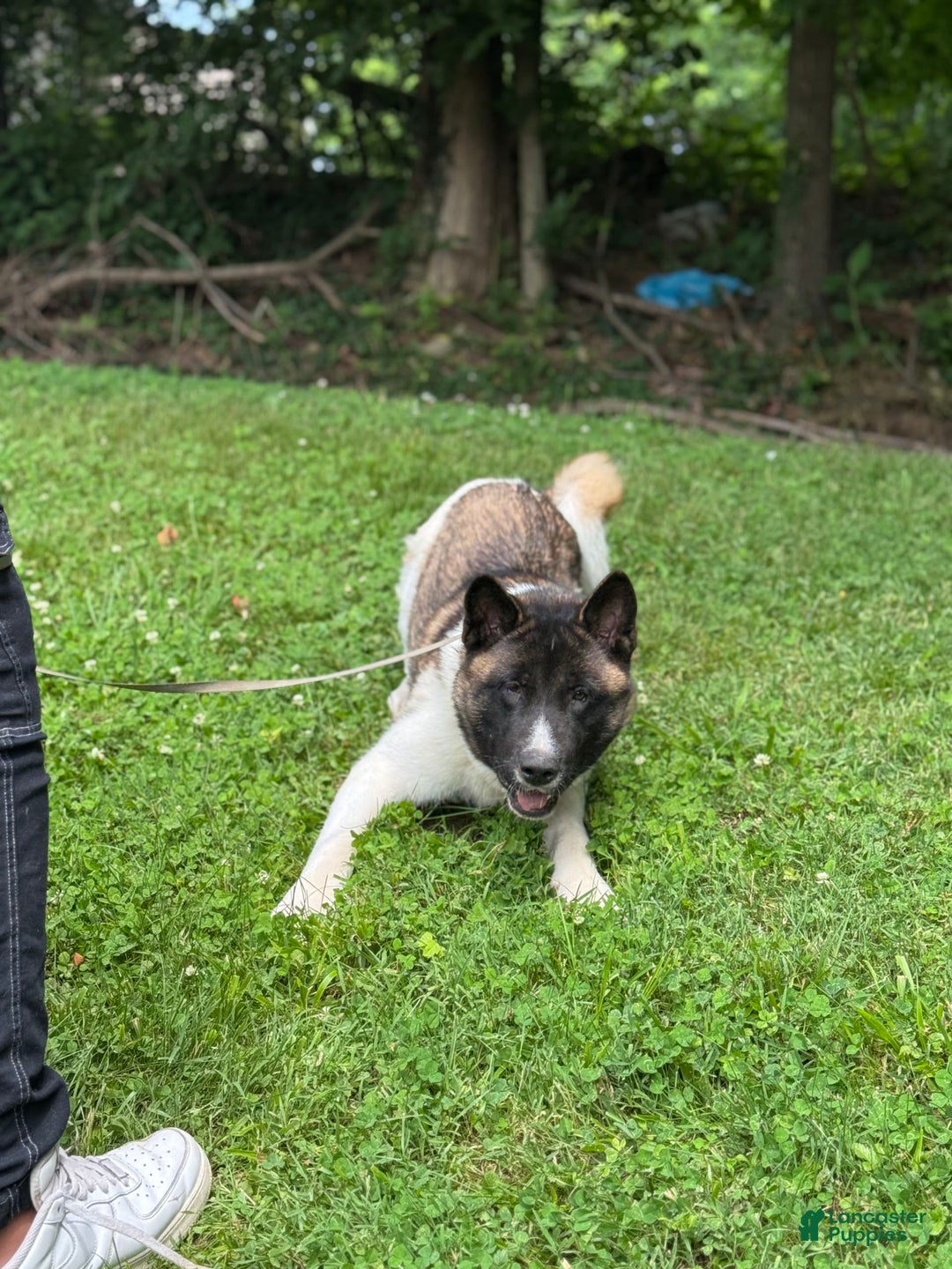Akita dogs for sale: Jasper - Image 8