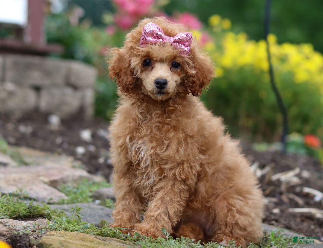 Miniature Poodle dogs for sale: Leah - Image 2