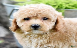 Toy Poodle dogs for sale: Tulip - Image 11