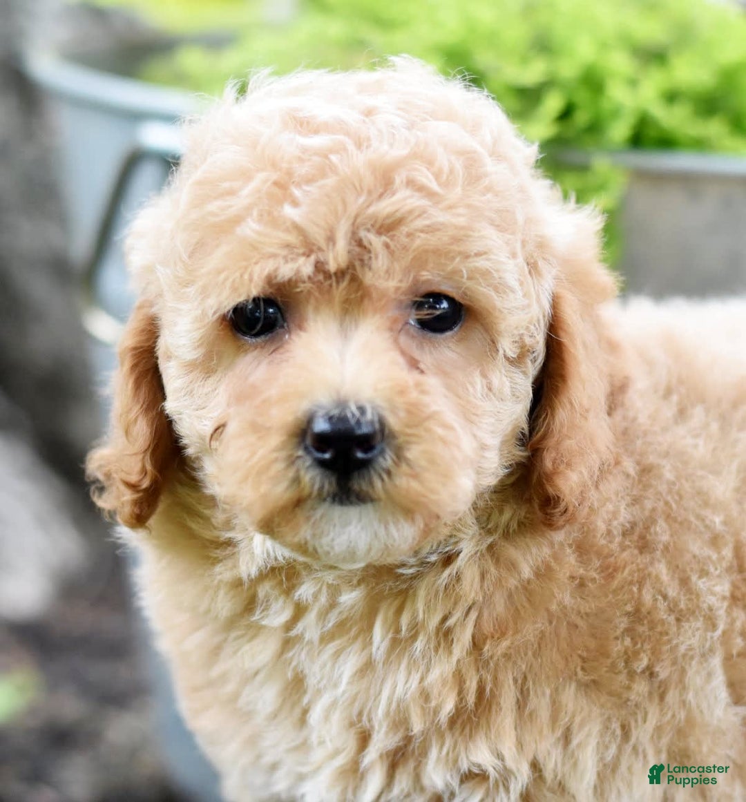 Toy Poodle dogs for sale: Tulip - Image 11