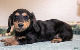 Miniature Dachshund dogs for sale: Joyce - Image 3