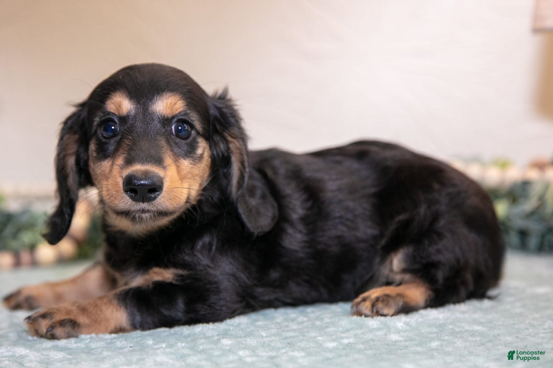 Miniature Dachshund dogs for sale: Joyce - Image 3