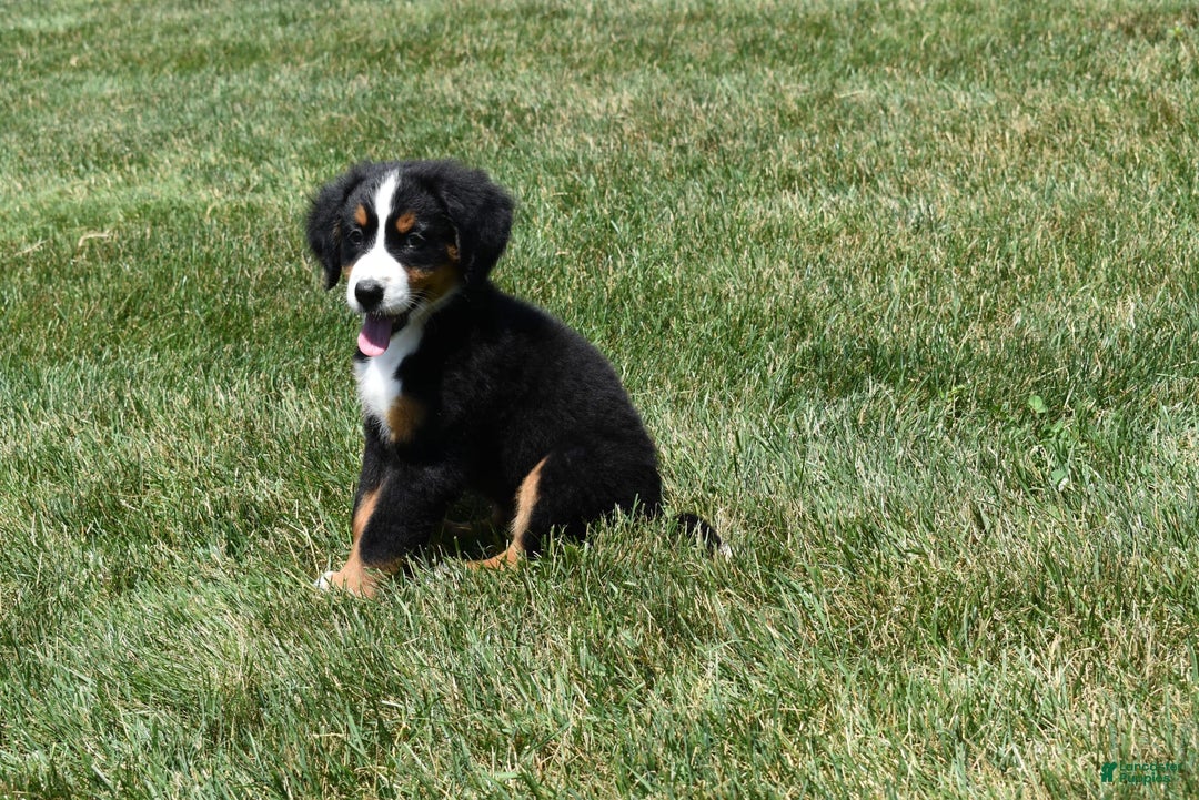 Bernese Mountain Dog dogs for sale: Lexi - Image 7