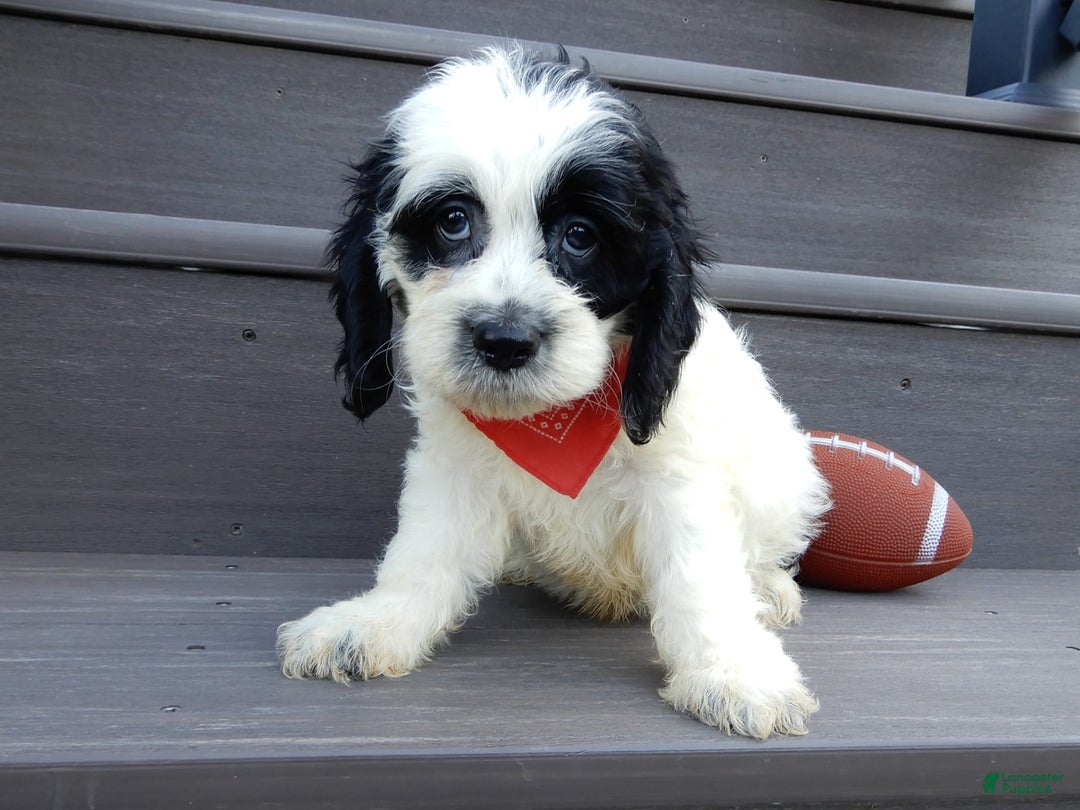 Cockapoo dogs for sale: Panda - Image 5