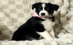 Miniature Australian Shepherd dogs for sale: Ellie - Image 4