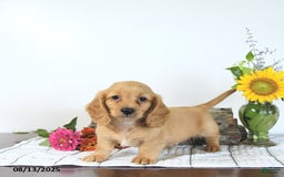 Miniature Dachshund dogs for sale: Merv - Image 1