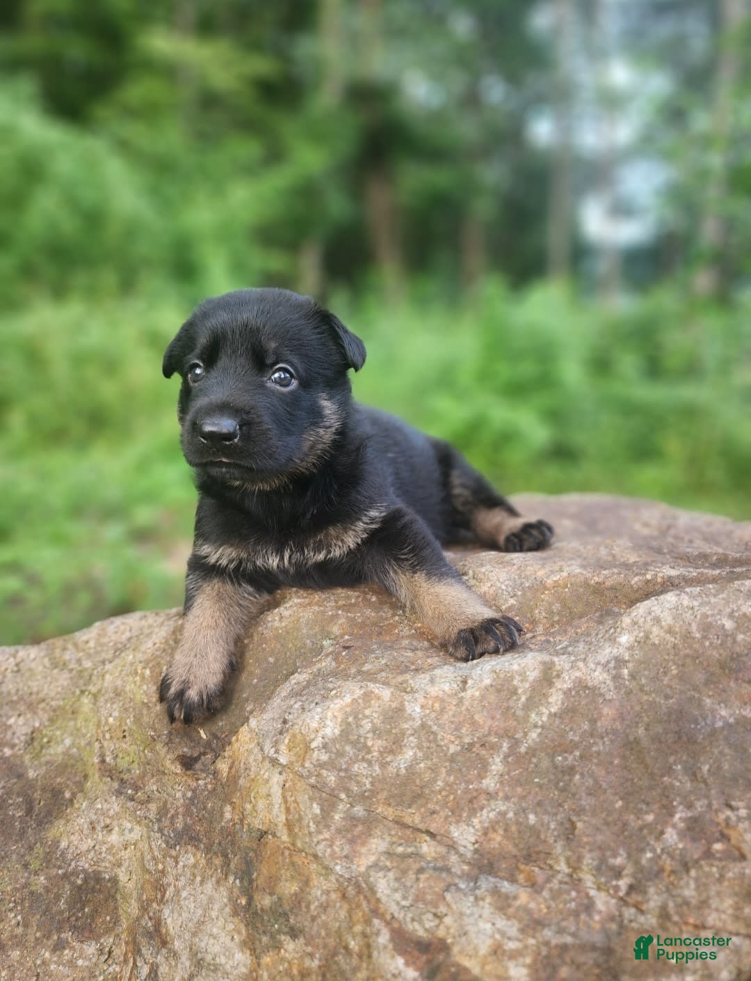 German Shepherd dogs for sale: Kat - Image 23