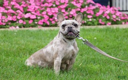 French Bulldog dogs for sale: Demi - Image 11